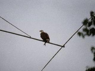 Bird perched atop a wire
